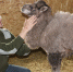 На ферме Стародубского района появились верблюжата - Стародубский Вестник