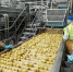 На Погарской картофельной фабрике реализуют крупный инвестпроект - Стародубский Вестник