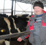 В зимовку скота в отделении «Ярцево» ООО «Меленский Картофель» сохраняют поголовье - Стародубский Вестник