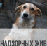 Отлов безнадзорных животных (собак). - Стародубский муниципальный округ